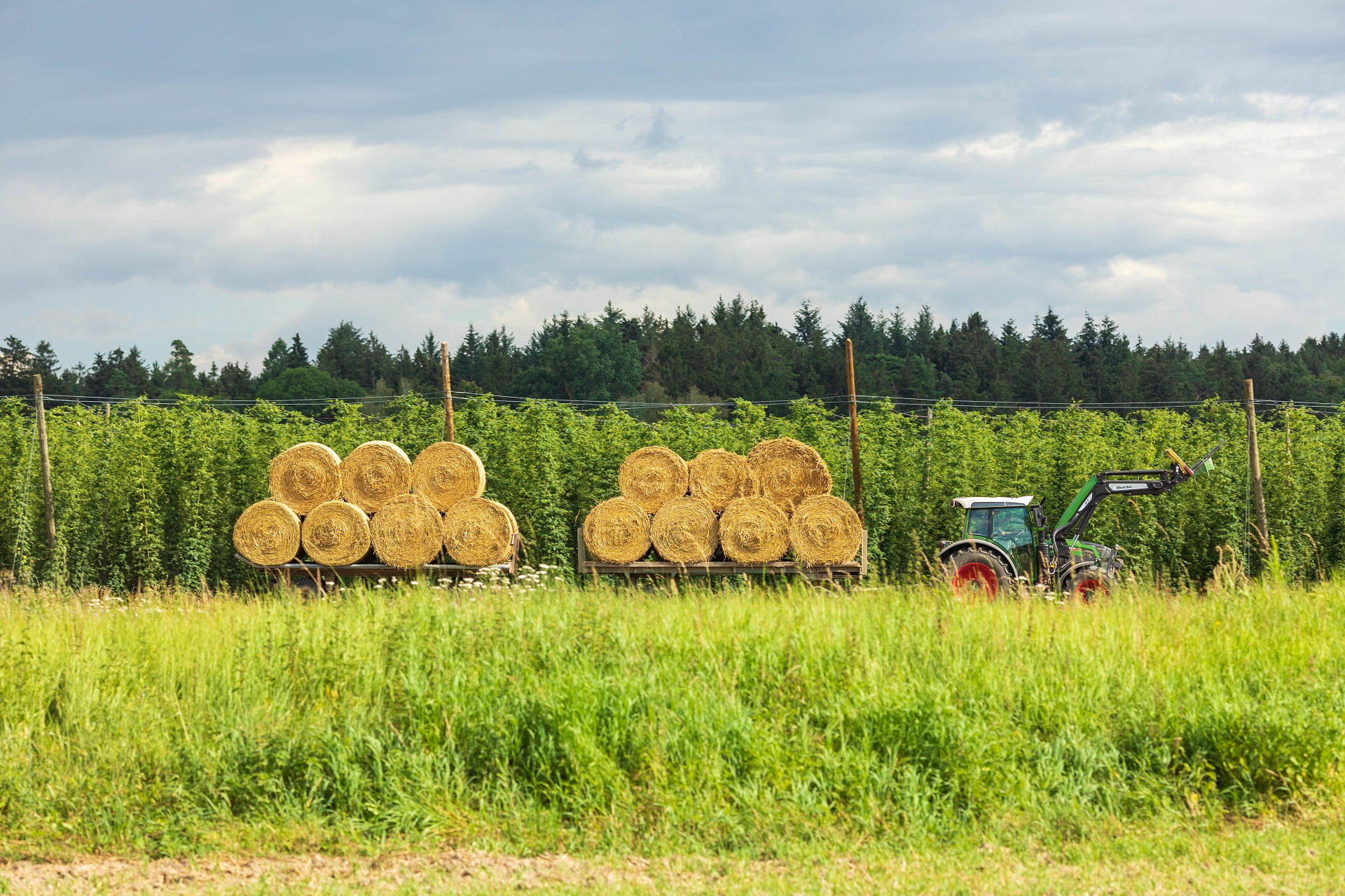 Traktor mit Strohballen vor Hopfen