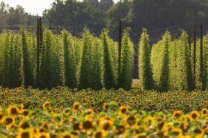 Sonnenblumen vor Hopfengarten im Landkreis Pfaffenhofen