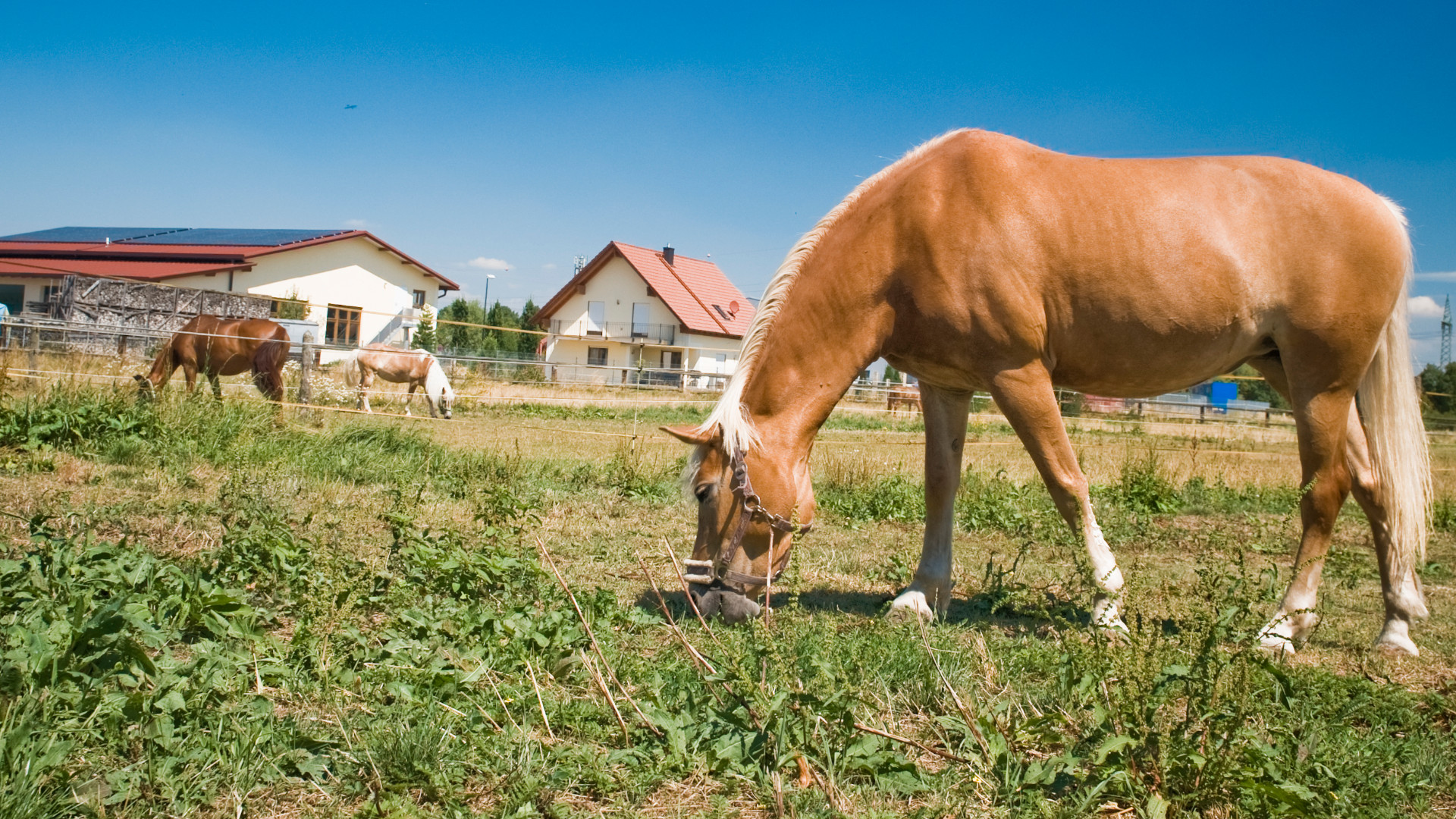 Grasendes Pferd auf Koppel