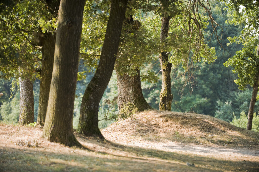 Wald Reichertshausen