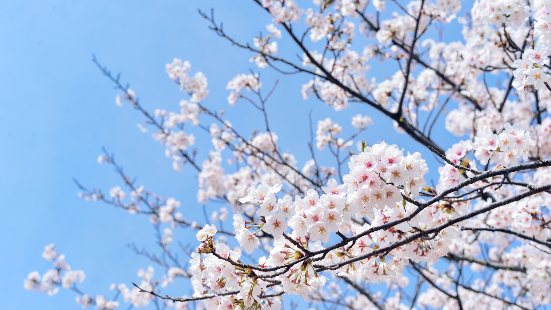 Header Blogpost Frühling