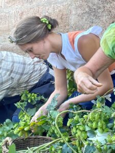 Theresa beim Hopfenernten